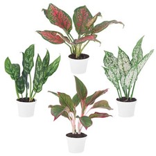 Aglaonema plant collection for sale  Orlando