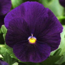 Pansy purple colourful for sale  UK