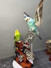 Taxidermy budgerigar duo for sale  PORTHCAWL