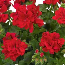 Geranium sunflair paula for sale  DUDLEY