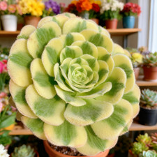 Aeonium maibahe succulents for sale  Edison