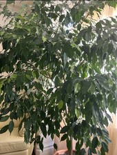 Exotic ficus bejamina for sale  WALLINGTON