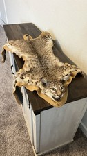 Taxidermy bobcat cat for sale  San Antonio