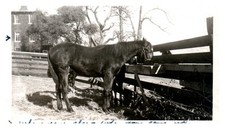 1950s horse wooden for sale  Orange