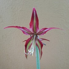 Hippeastrum lpn1 10 usato  Bagnoregio