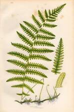 Marsh fern 1898 for sale  MOLD