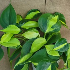 Philodendron brasil inch for sale  Woodland Hills