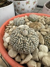 Astrophytum supercabuto cactus for sale  NORTHAMPTON