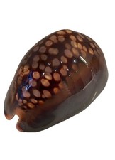 cypraea gebraucht kaufen  Berlin