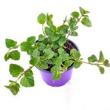 natural indian laurel gebraucht kaufen natural indian laurel gebraucht kaufen Straelen