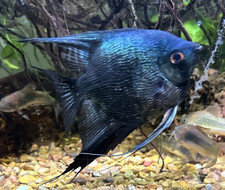 Philippine blue pinoy for sale Philippine blue pinoy for sale  Boise