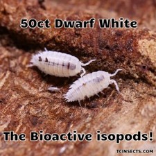 Dwarf white isopods for sale  Huntsville