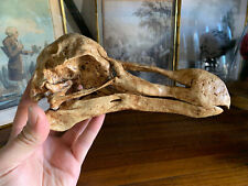 Cranio dodo skull usato  Spedire a Italy