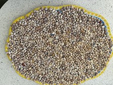 Scottish cowrie johny for sale  ABERDEEN