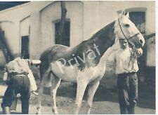 Foto pferd kavallerie gebraucht kaufen  München