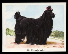 Poodle black standard for sale  UK