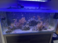 meerwasseraquarium komplett gebraucht kaufen meerwasseraquarium komplett gebraucht kaufen Trebbin