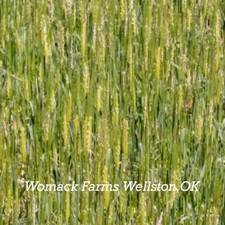 Einkorn wheat seeds for sale  Coyle