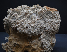 Fossilien korallen seeigel gebraucht kaufen  Heidenheim an der Brenz