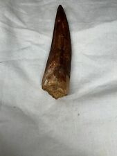 Spinosaurus dinosaur tooth for sale  SUTTON