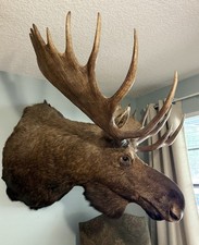 Alaskan yukon moose for sale  Macclenny