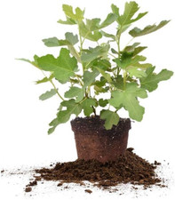 Chicago hardy fig for sale  Denver