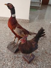 Tassidermia taxidermy taxiderm usato  Ancona