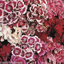 Sweet william indian for sale  DARLINGTON