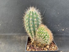 Pachycereus pringlei crest usato  Massafra