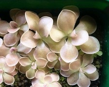 Pinguicula sethos for sale  CARDIFF