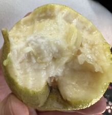 White sapote live for sale  Henderson