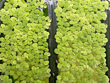 Water spangles floating for sale  RAYLEIGH