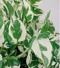 Njoy pearl jade for sale  Altamonte Springs