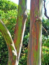 Rainbow eucalyptus colorful for sale  Fort Lauderdale