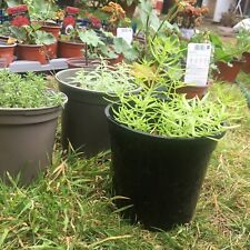 Pot 10.5 garden for sale  BIRMINGHAM