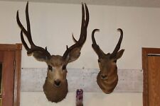 Antelope mule deer for sale  Brandon