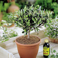 Olea europea common for sale  UK