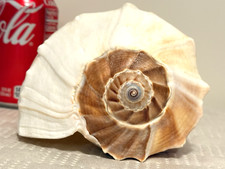Beautiful lightning whelk for sale  Seattle