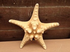 Natural dried knobbly for sale  FERNDOWN