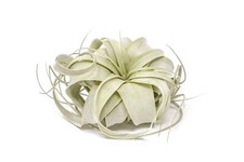 Tillandsia xerographica air for sale  USA