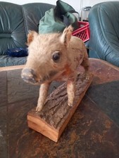 Präpariertes wildschwein fris gebraucht kaufen  Magdeburg