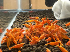 Orange sunkist neocaridina for sale  Bakersfield