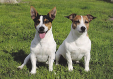 Usado, ****  Jack  Russel Terrier   Postkarte  *  Postcard  # 55 comprar usado  Enviando para Brazil