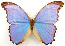 schmetterling morpho gebraucht kaufen  München