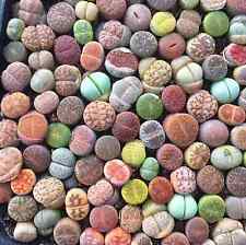 Mixed succulent plant for sale  Staten Island