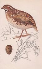 Quail bird egg for sale  SANDY