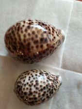 Conchiglia cypraea tigris usato  Zogno