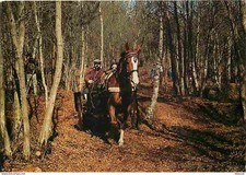 Animaux chevaux concours d'occasion  Fruges