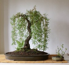 Echte trauerweide salix gebraucht kaufen  Mölln