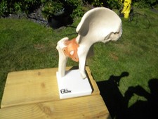 Anatomical model human for sale  SALE